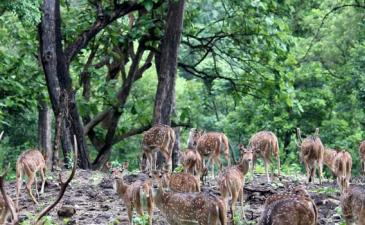 Bardia Jungle Safari